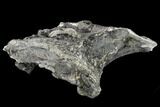 Bargain, Camarasaurus Dorsal Vertebra Centrum - Colorado #117956-5